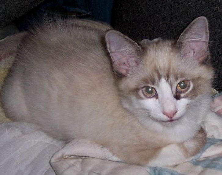 Picture of a cat / kitten / feline