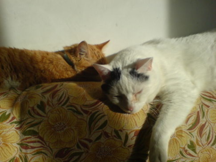 Picture of a cat / kitten / feline