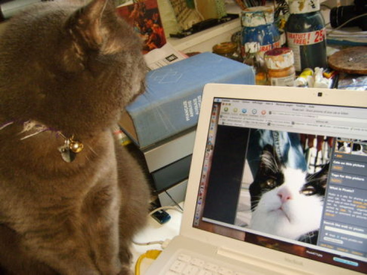 Picture of a cat / kitten / feline