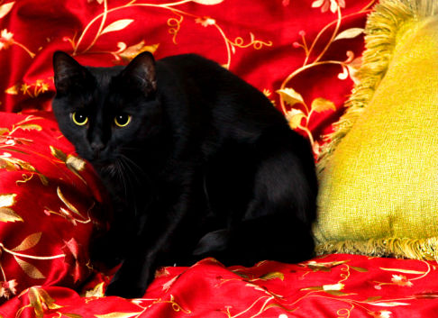 Picture of a cat / kitten / feline