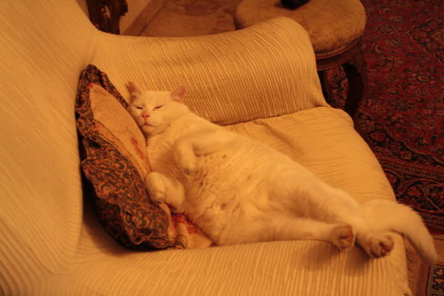 Picture of a cat / kitten / feline