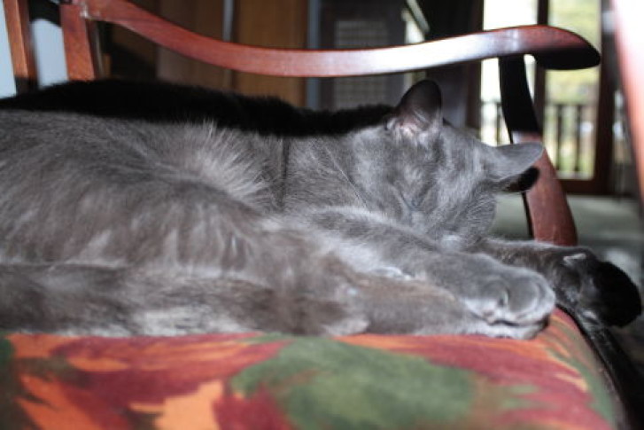 Picture of a cat / kitten / feline