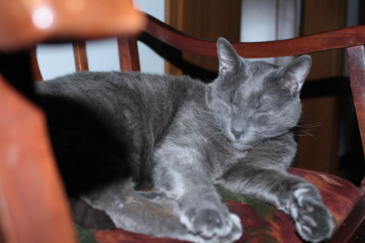 Picture of a cat / kitten / feline