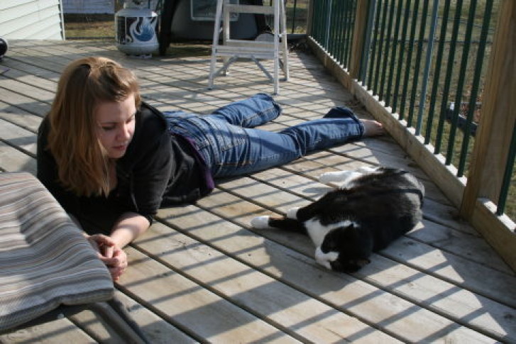 Picture of a cat / kitten / feline