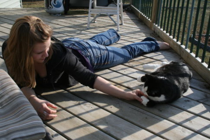 Picture of a cat / kitten / feline