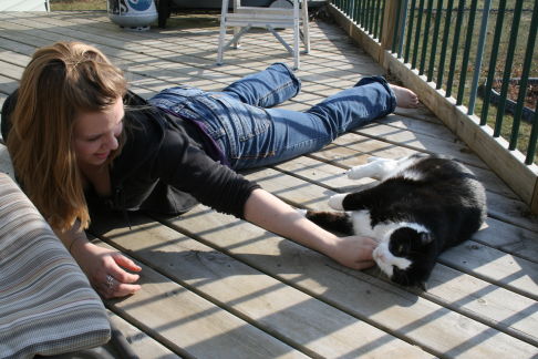 Picture of a cat / kitten / feline