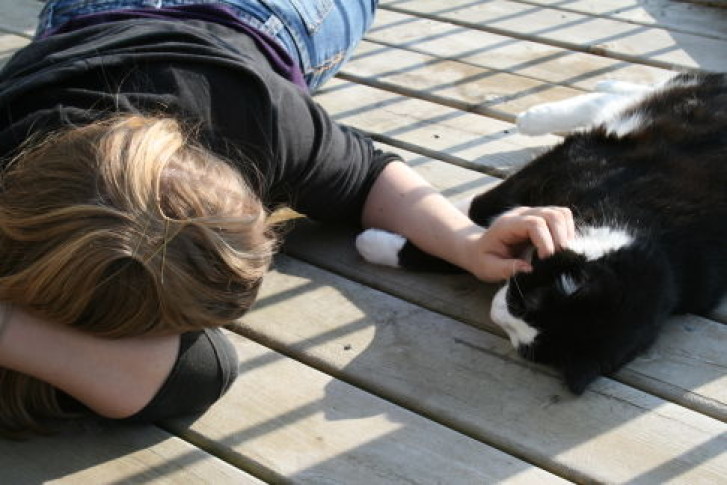 Picture of a cat / kitten / feline