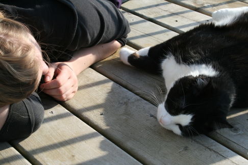 Picture of a cat / kitten / feline