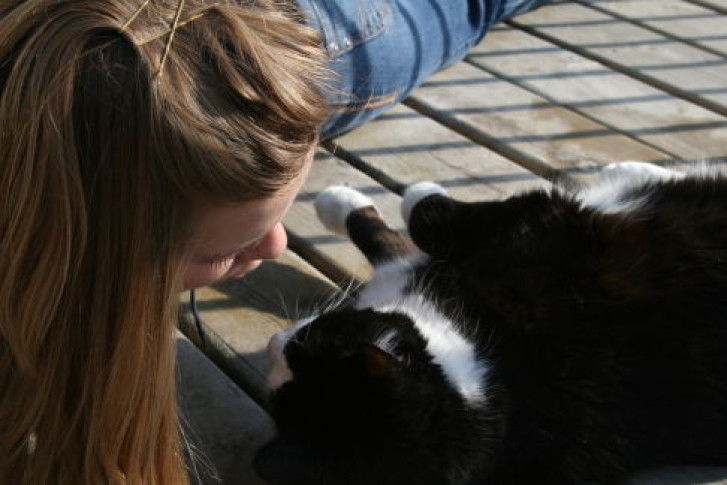 Picture of a cat / kitten / feline