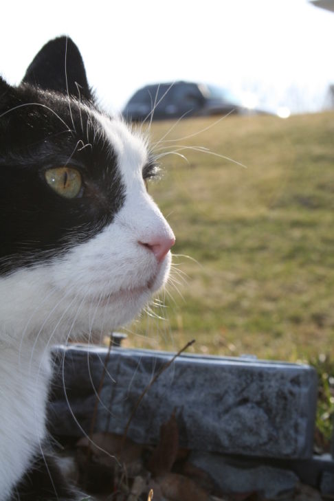 Picture of a cat / kitten / feline