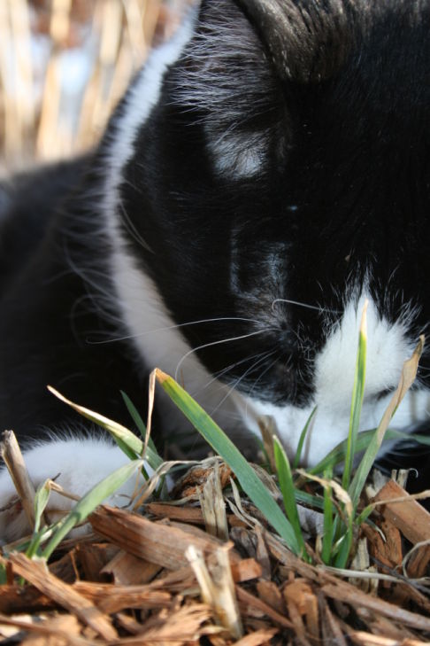 Picture of a cat / kitten / feline