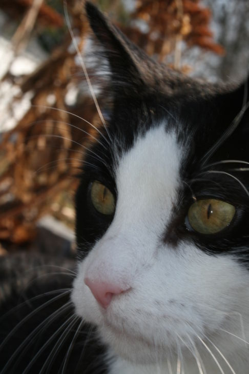 Picture of a cat / kitten / feline