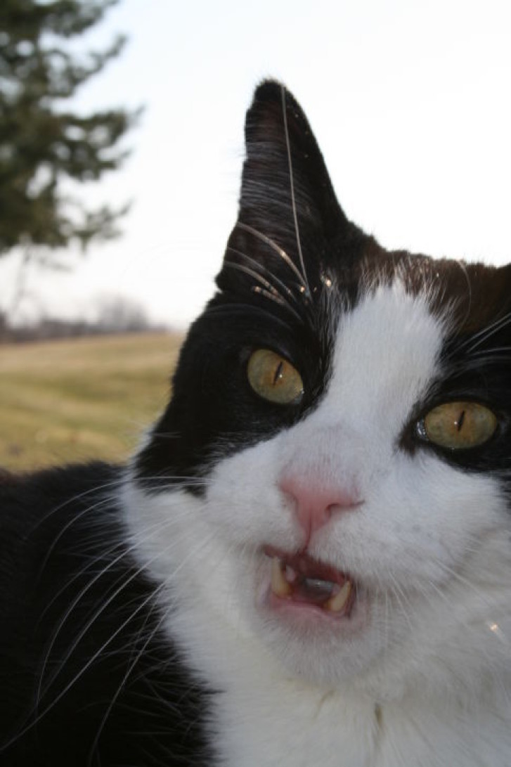 Picture of a cat / kitten / feline