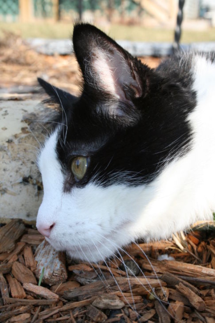 Picture of a cat / kitten / feline