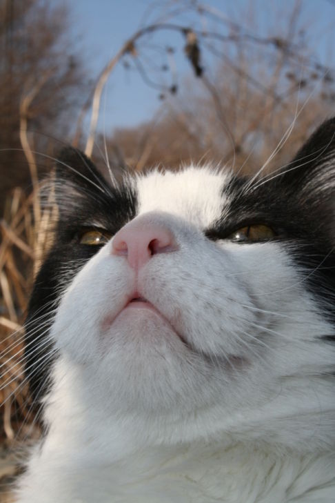 Picture of a cat / kitten / feline