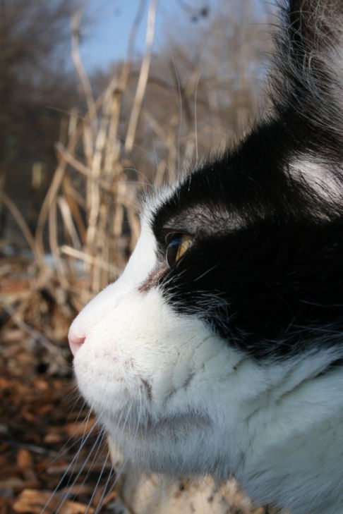 Picture of a cat / kitten / feline