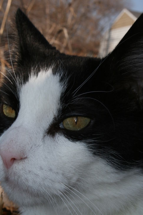 Picture of a cat / kitten / feline