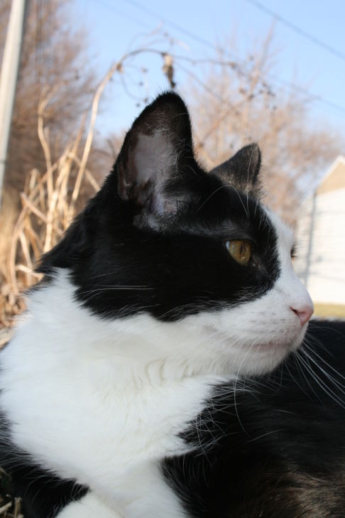 Picture of a cat / kitten / feline