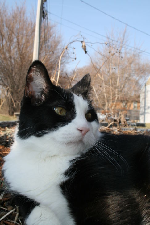 Picture of a cat / kitten / feline