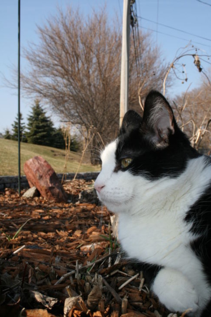 Picture of a cat / kitten / feline