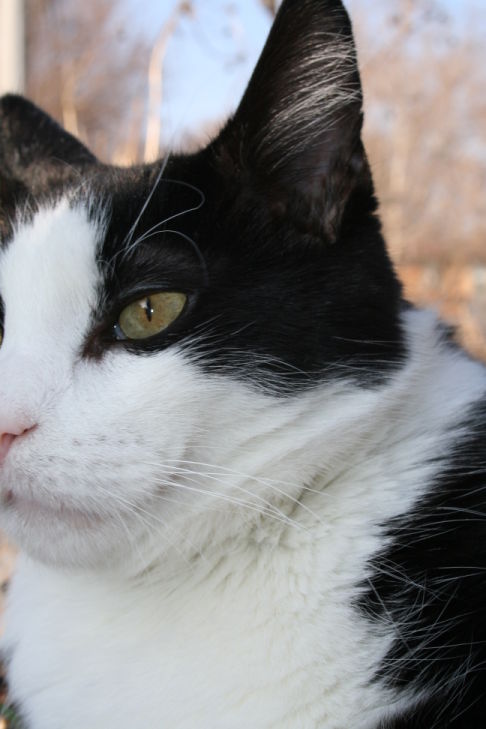 Picture of a cat / kitten / feline