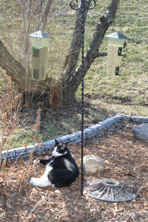 Picture of a cat / kitten / feline