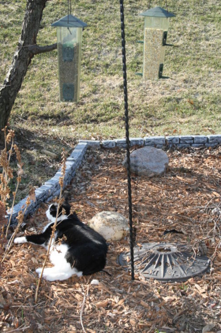 Picture of a cat / kitten / feline