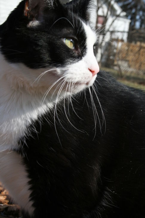 Picture of a cat / kitten / feline