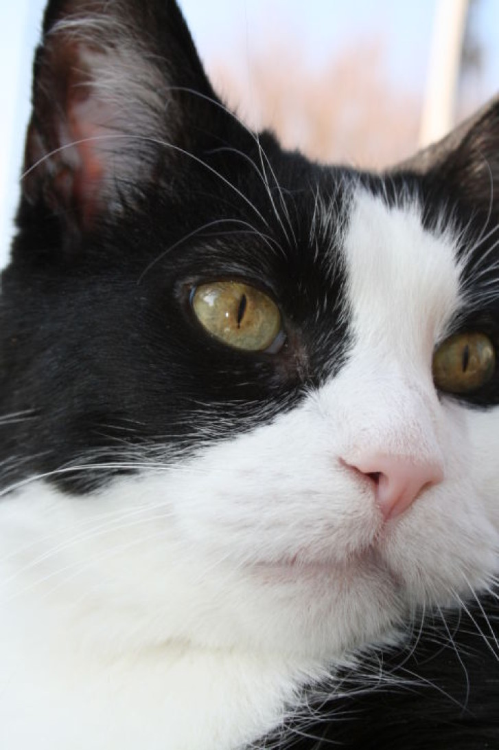 Picture of a cat / kitten / feline