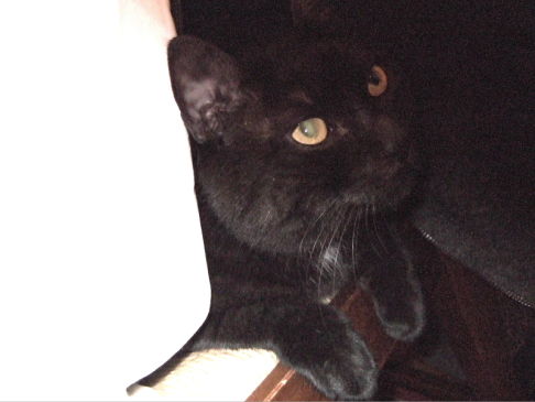 Picture of a cat / kitten / feline