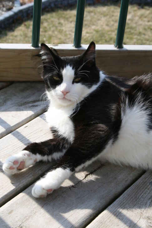 Picture of a cat / kitten / feline