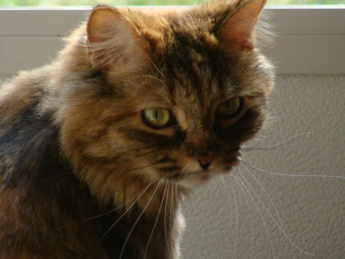 Picture of a cat / kitten / feline