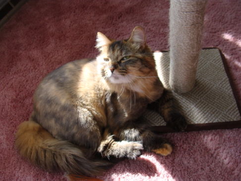 Picture of a cat / kitten / feline