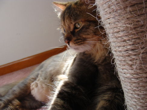 Picture of a cat / kitten / feline