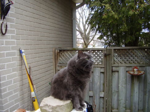 Picture of a cat / kitten / feline