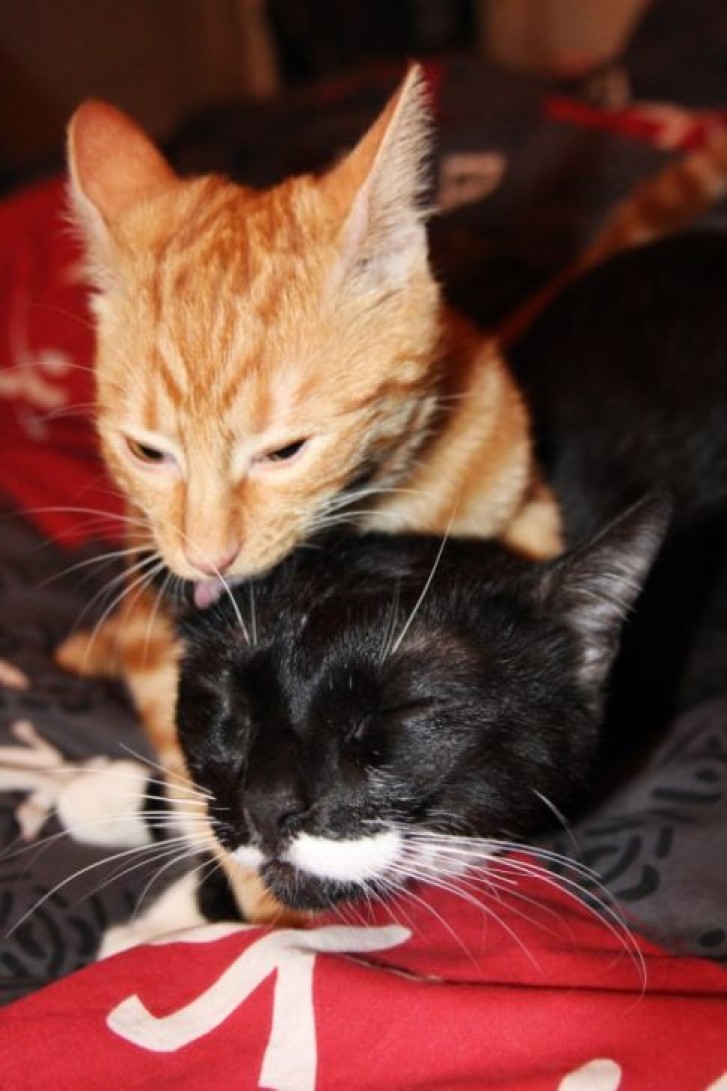 Picture of a cat / kitten / feline