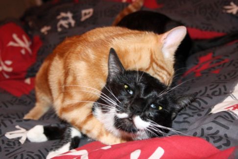 Picture of a cat / kitten / feline