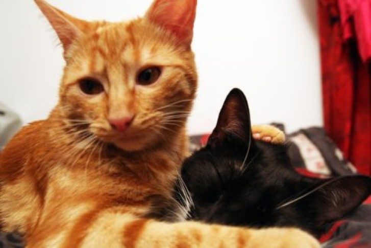 Picture of a cat / kitten / feline