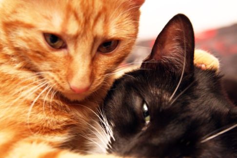 Picture of a cat / kitten / feline