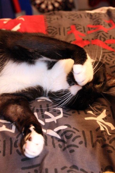 Picture of a cat / kitten / feline