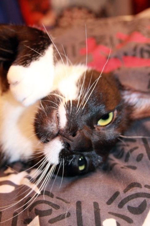 Picture of a cat / kitten / feline