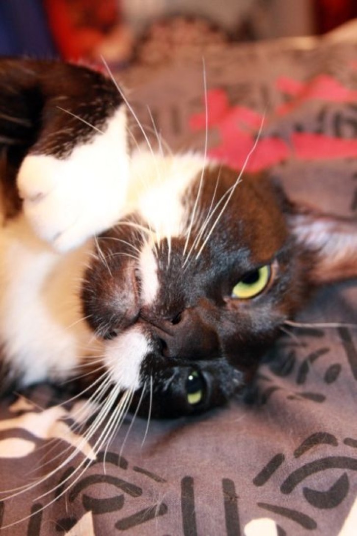 Picture of a cat / kitten / feline