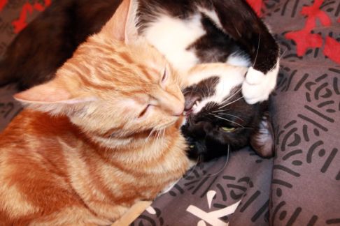 Picture of a cat / kitten / feline