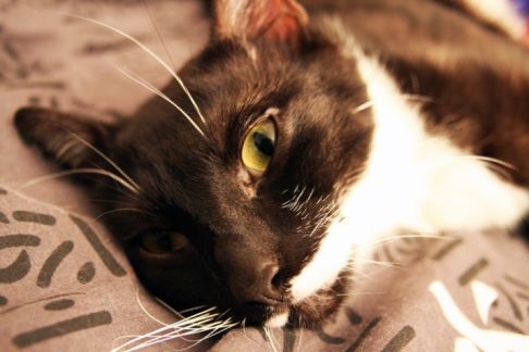 Picture of a cat / kitten / feline