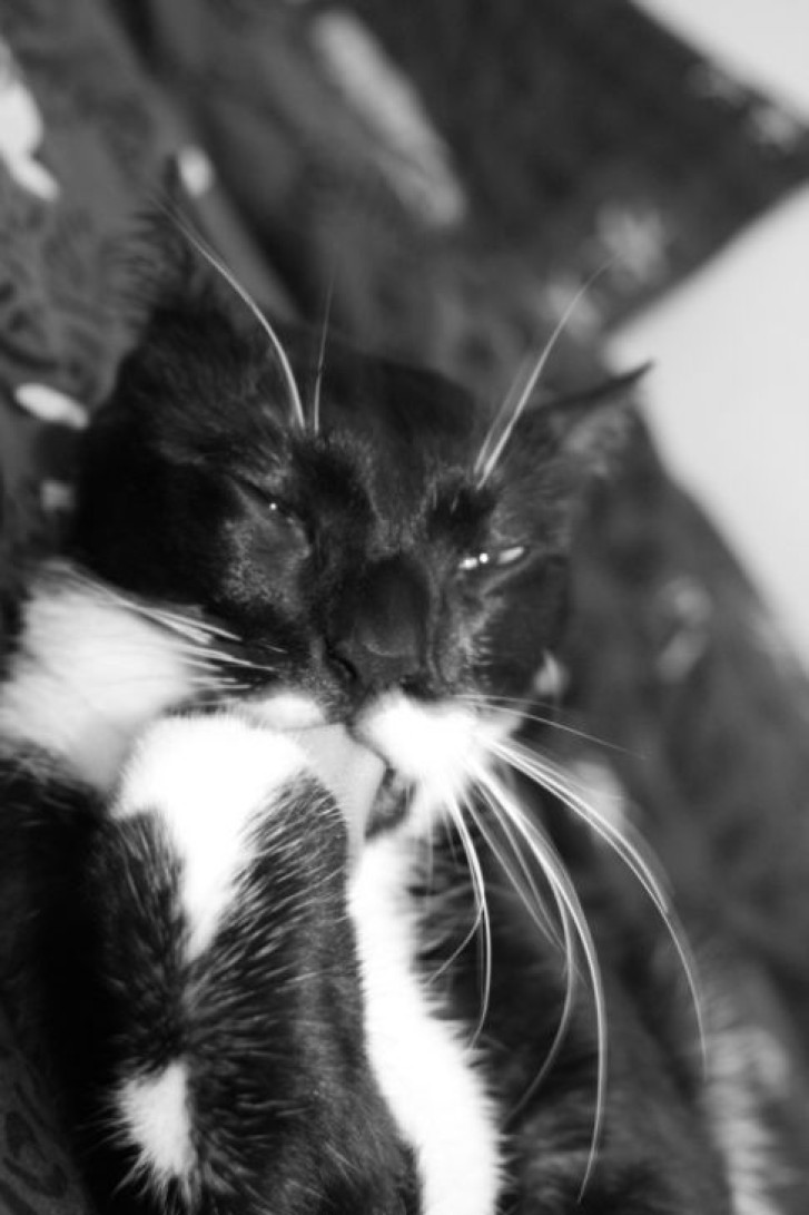 Picture of a cat / kitten / feline