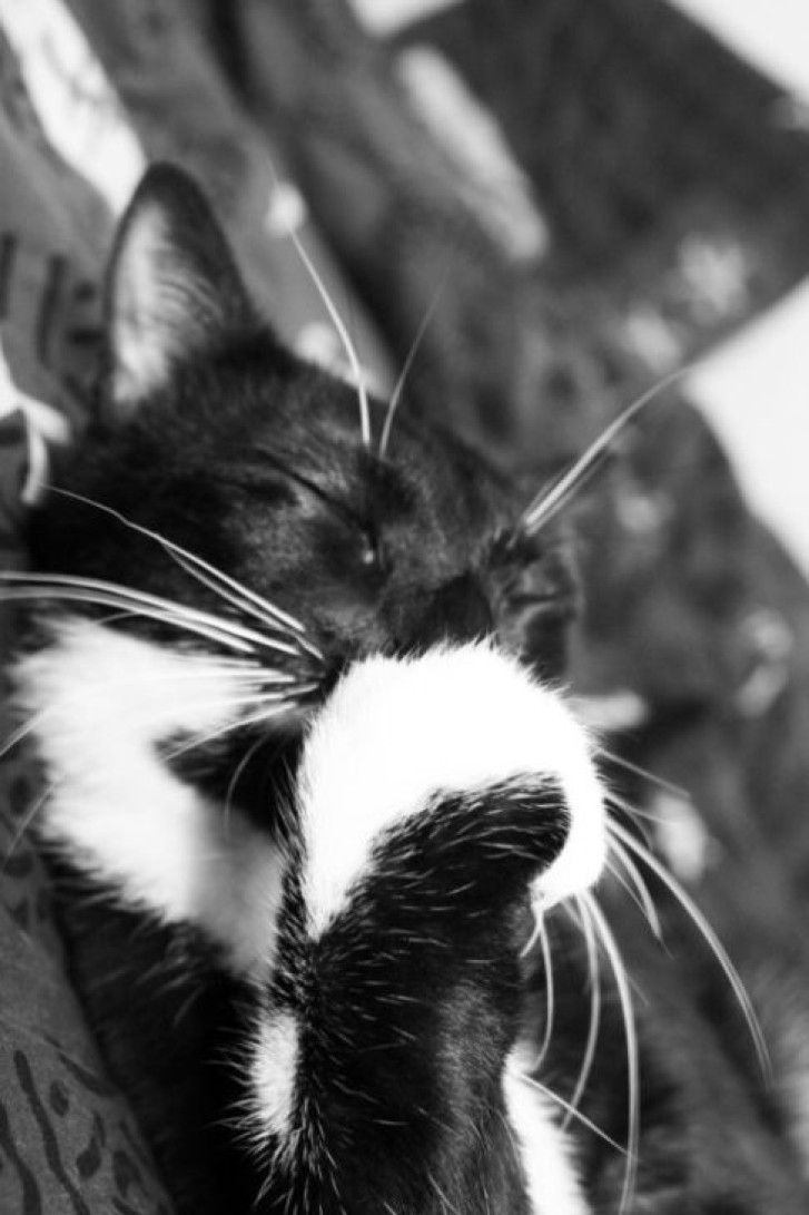 Picture of a cat / kitten / feline