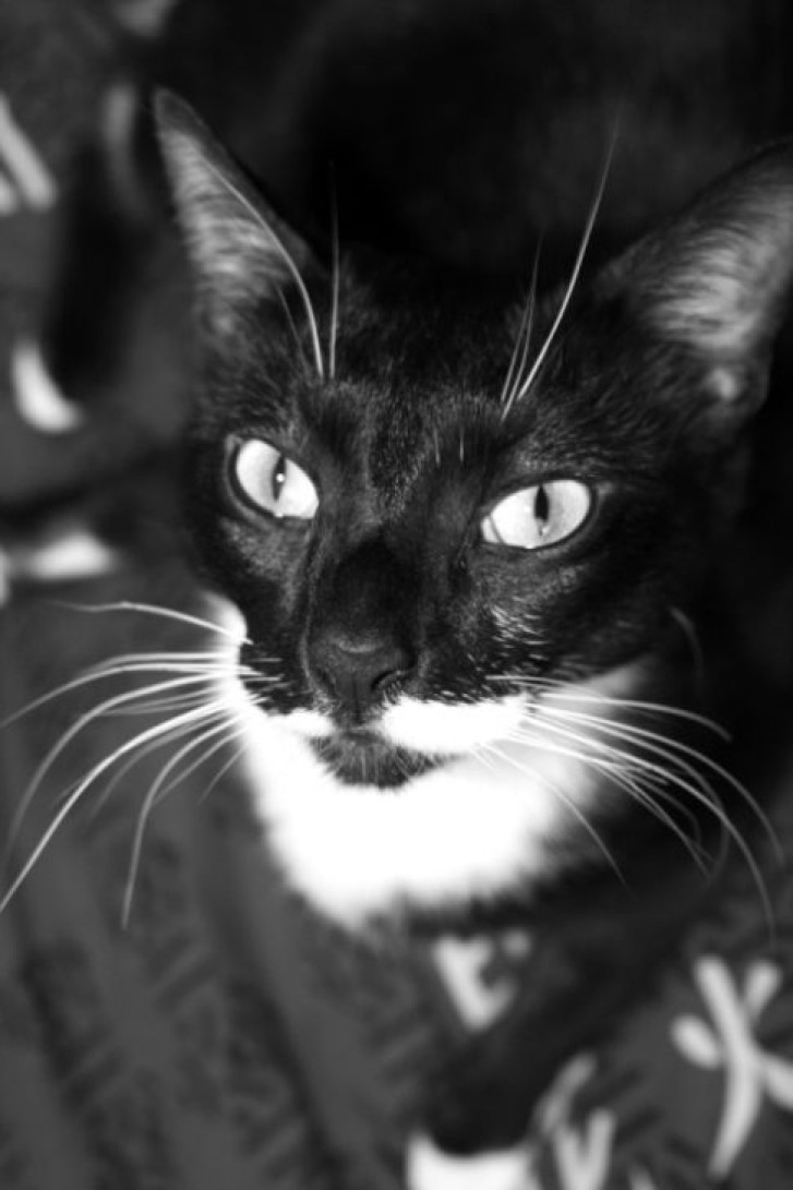 Picture of a cat / kitten / feline