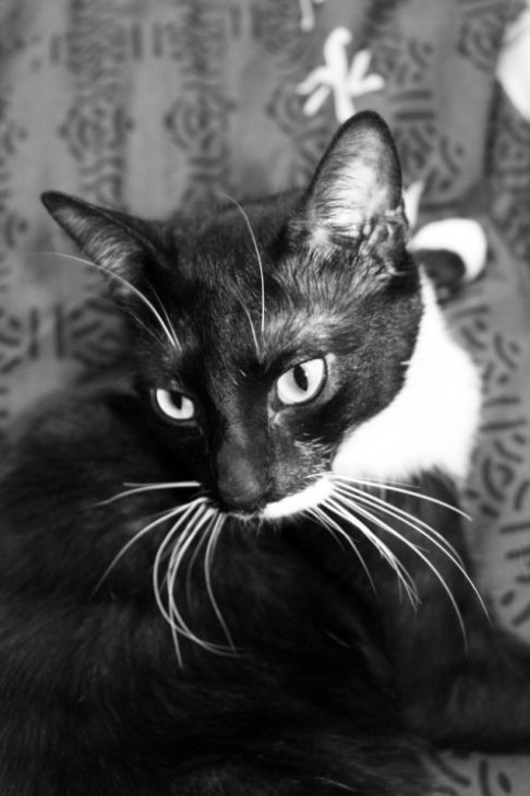 Picture of a cat / kitten / feline