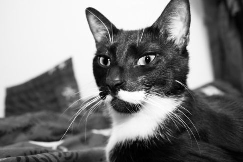 Picture of a cat / kitten / feline