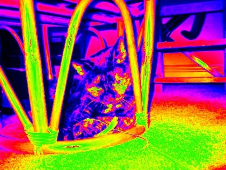 Picture of a cat / kitten / feline